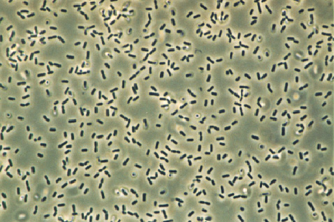 bacillus subtilis