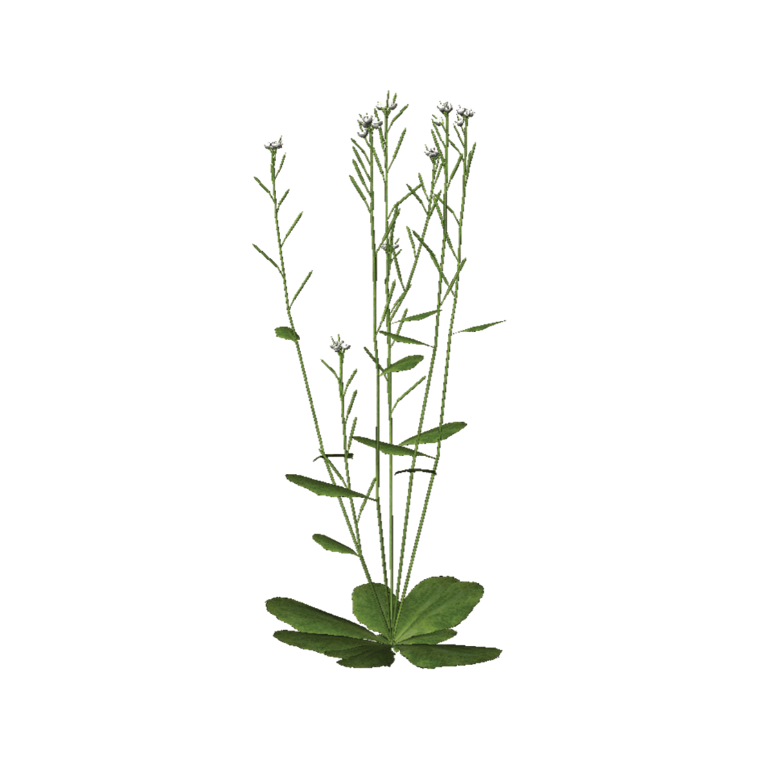 arabidopsis thaliana